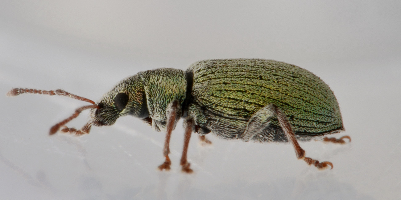 Curculionidae:  Phyllobius roboretanus?  No, Phyllobius subdentatus